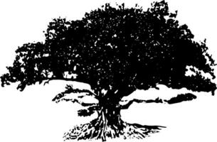 uma Preto e branco foto do uma ampla árvore, silhueta do manga árvore em branco fundo vetor arte, Preto cor