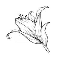 contorno de flor de lírio lírios desenho de linha arte vetor