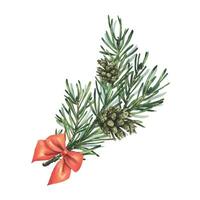 pinho galhos com cones e uma vermelho fita, uma cetim arco. mão desenhado aguarela ilustração. isolado composição em uma branco fundo para Novo ano e Natal. vetor