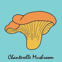 doodle desenho à mão livre de vegetal de cogumelo chanterelle. vetor