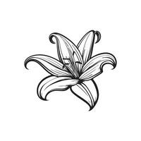 ilustração do lírio flor. vetor
