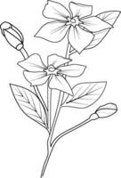 esboço pervinca desenho, pervinca flor linha desenho, grampo arte pervinca flor contorno, noyontara coloração Páginas para crianças, degrau de degrau pervinca flor desenhando vetor