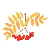 Rowan bagas vetor estoque ilustração. amarelo folhas. outono árvore, vermelho frutas. isolado em uma branco fundo.