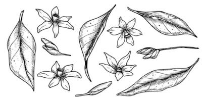 vetor folhas e flores coleção. mão desenhado ilustração do laranja plantas. conjunto do monocromático botânico esboços. linear desenhando para embalagem ou ícone. gravura para logotipo pintado de Preto tintas