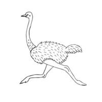 vetor mão desenhado colori esboço rabisco avestruz