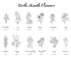 nascimento mês flores conjunto linha arte. esboço nascimento mês flores isolado em branco. mão pintado linha arte botânico ilustração. vetor