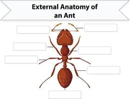 anatomia externa de uma planilha de formiga vetor