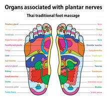 massagem nos pés vetor