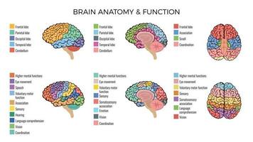 composição das funções da anatomia do cérebro vetor