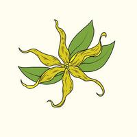 ylang flor a ilustração vetor