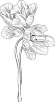 papoula flor botânico esboço ilustração vetor