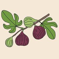 doodle desenho à mão livre de fruta figo. vetor