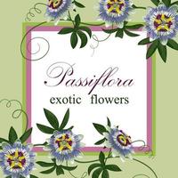 passiflora cartão postal exótico vetor