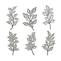 na moda botânico elementos, mão desenhado linha folhas galhos e florescendo vetor