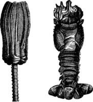 fig.275. equinodermos e crinóides, Figo. 276. crustáceos triássico período, vintage gravação. vetor