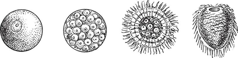 evolução do uma zoófito ou elementar minhoca, vintage gravação. vetor