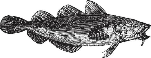 bacalhau peixe ou gadus spp. vetor