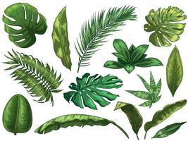 verde tropical folhas. mão desenhado floresta tropical natureza folha, cor esboçado monstera folhas vetor ilustração conjunto