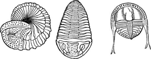 importante marinho animais, trilobitas, vintage gravação. vetor