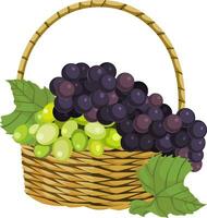 vetor do fresco uvas dentro cesta.