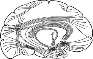 diagrama mostrando importante centros dentro a cérebro e seus Associação, vintage gravação. vetor