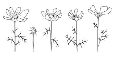 conjunto de flores desenhadas à mão, ilustração cosmea em um fundo branco. vetor