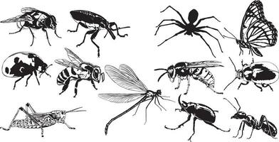 insetos e insetos vetor conjunto