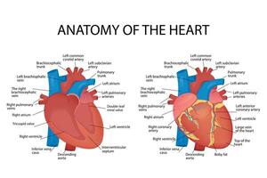 anatomia do a coração do a humano coração em uma branco fundo. vetor ilustração, para poster