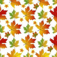 conjunto de outono de vetor de folhas de bordo laranja.