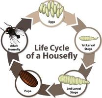 diagrama mostrando o ciclo de vida da mosca doméstica