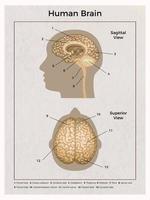 composição da anatomia do cérebro humano vetor