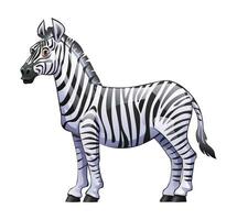 zebra desenho animado vetor ilustração isolado em branco fundo