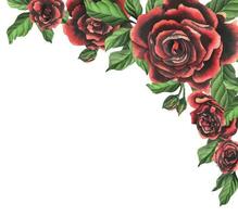 vermelho preto rosa flores com verde folhas e botões, chique, brilhante, lindo. mão desenhado aguarela ilustração. modelo, quadro, Armação em uma branco fundo, para decoração e Projeto. vetor