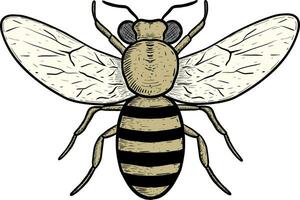 desenhado à mão do abelha inseto animal em branco vetor