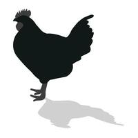 cara, galo, galo, frango, galinha, garota, posição de pé, aves de capoeira silhueta mão desenhado vetor