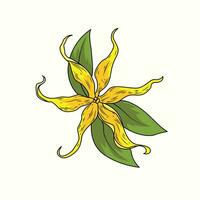 ylang flor a ilustração vetor