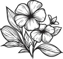 coloração Páginas para crianças, fácil pervinca flores arte mão desenhando ilustração esboço contorno ramalhete do artístico Madagáscar pervinca flores mão desenhando lápis arte vetor