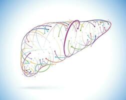 ilustração do colori linhas e cruzamentos do humano fígado, moderno estilo, em branco fundo. isto é usava dentro medicamento, comércio, indústria e Educação. vetor