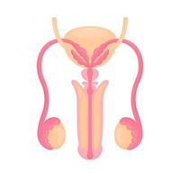 órgãos reprodutivos masculinos estilo simples ilustração colorida. ícone do órgão interno, logotipo. anatomia, conceito de medicina. cuidados de saúde. isolado no fundo branco. vetor