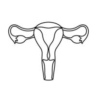 órgãos reprodutivos femininos delineado ilustração. ícone do órgão interno, logotipo. anatomia, conceito de medicina. cuidados de saúde. isolado no fundo branco. vetor