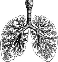 diagramas do dois humano pulmões, vintage gravação. vetor