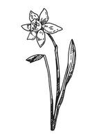 narciso esboço. Primavera Tempo flor clipart. mão desenhado vetor ilustração isolado em branco fundo.