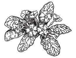 prímula esboço. Primavera Tempo flor clipart. mão desenhado vetor ilustração isolado em branco fundo.