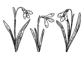 Primavera Tempo flores coleção. clipart conjunto do snowdrops esboços. mão desenhado vetor ilustração isolado em branco.