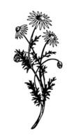 camomila clipart. verão flores silvestres esboço. mão desenhado vetor botânica ilustração. gravação estilo rabisco isolado em branco.