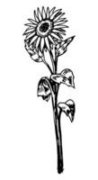 girassol clipart. verão flor esboço. mão desenhado vetor botânica ilustração. gravação estilo rabisco isolado em branco.