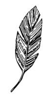 banana folha clipart. tropical flora rabisco esboço. mão desenhado vetor botânica ilustração. gravação estilo rabisco isolado em branco.