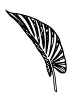Calathea tropical folha clipart. exótico flora rabisco esboço. mão desenhado vetor botânica ilustração. gravação estilo rabisco isolado em branco.