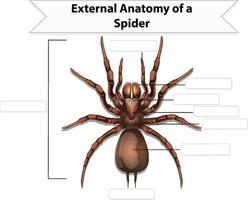 anatomia externa de uma planilha de aranha vetor