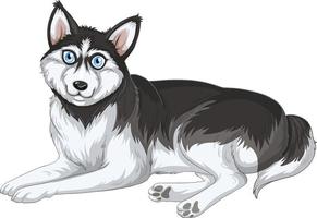 desenho animado de cão husky siberiano em fundo branco vetor